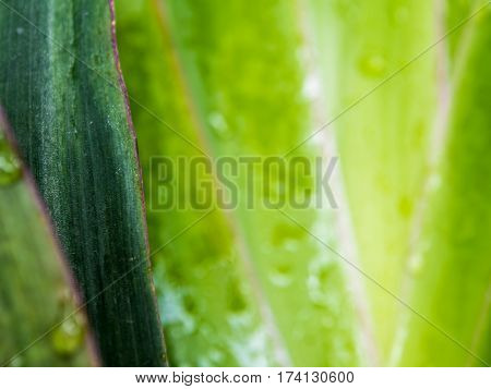 Leaves of Cola De Gallo ornamental plant as background