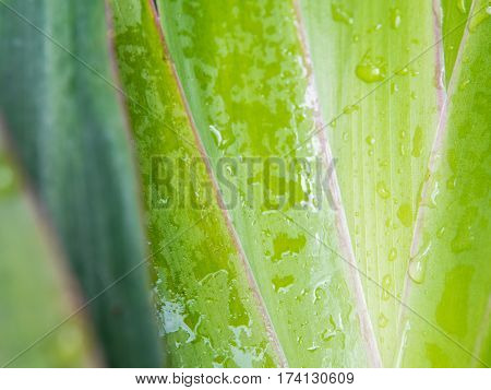 Leaves of Cola De Gallo ornamental plant as background