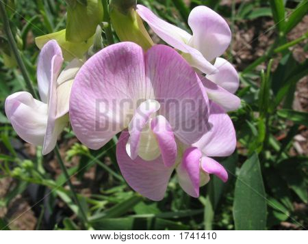 Sweetpea1