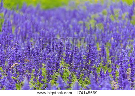 Purple lavender flower field in summer at Furano Hokkaido Japan.