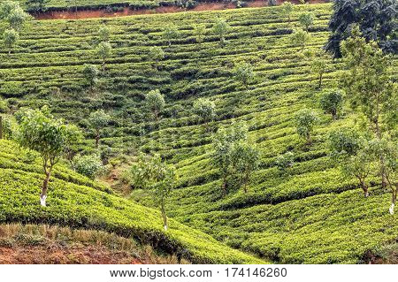 Scenic view of tea plantation in mountain region of Sri Lanka