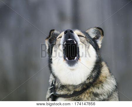 funny brown dog barks loudly wide open mouth