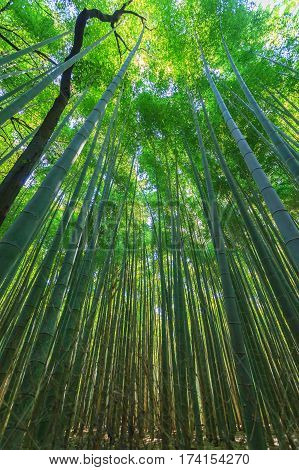 Path to bamboo forest at Arashiyama in Kyoto Japan