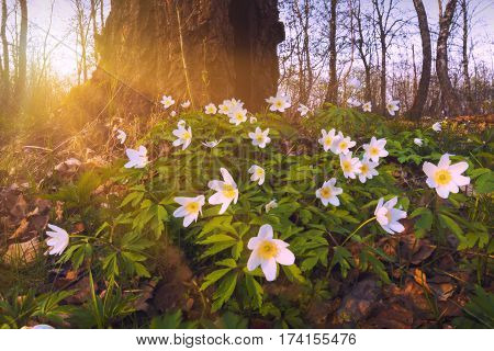 Beautiful white adonis flowers in a warm light of sunset. Spring forest.