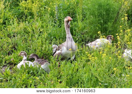 Flock of domestic geese walking on pasture in summer. Rural scene.