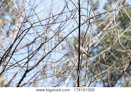 Birds in wildlife. View of beautiful bird which sits on a branch under sunlight landscape. Sunny amazing sparrow image.