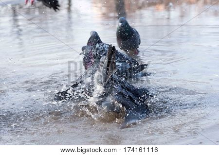 grey birds pigeons bathing in a puddle in the spring on the road