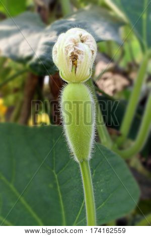 Beautiful Flower in park and garden in New Delhi, India