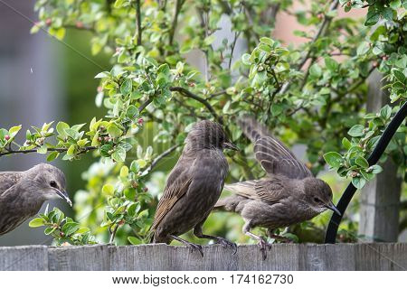photo of aground of starling fledglings standing on a wooden fence