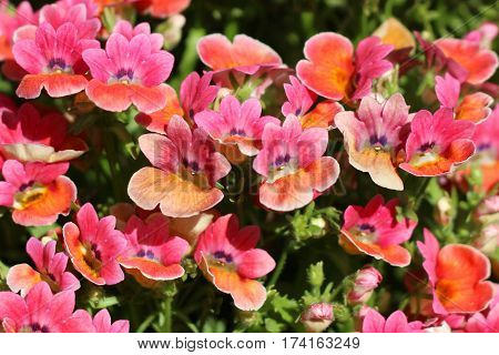 Beautiful Flower in park and garden in New Delhi, India