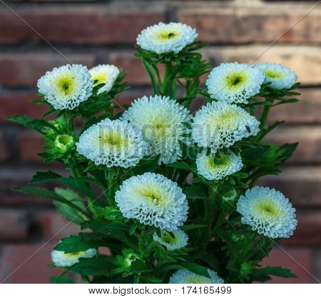 Beautiful Flower in park and garden in New Delhi, India
