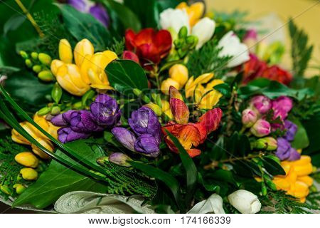 First flowers at the spring in the botanical garden