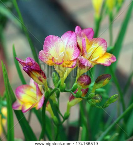 Beautiful Flower in park and garden in New Delhi, India
