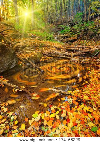 Autumn leaves in a Crimea mountain stream