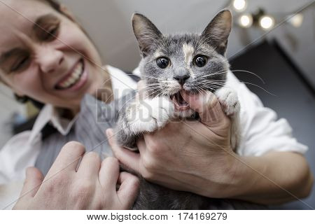 funny angry kitty biting the finger of a woman who screams and winces in pain
