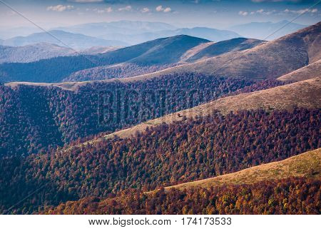 Beautiful autumn forest on a Carpathian mountain hills