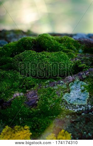 Beautiful green moss growing on the old tree in the forest