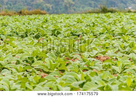 Tobbaco plantation in Bueng khan Thailand .