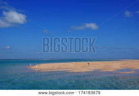 Some little egrets on a sand island under a blue clean sky in the bazaruto archipelago in Mozambique Africa