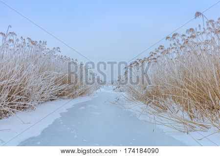 lake in winter. Location: Comana Natural Park Romania.