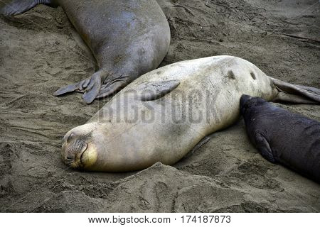 Female Elephant Seal Nursing  Baby