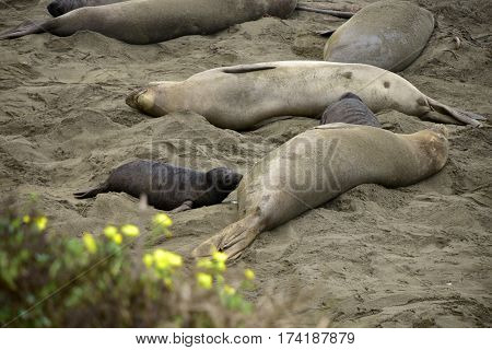 Female Elephant Seal Nursing  Baby