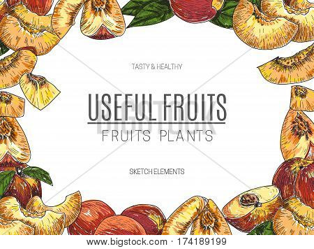 Vector design of hand drawn peach. Vintage sketch style illustration. Organic eco food. Whole , sliced pieces half, leaves and flowers leave sketch. Fruit engraved style illustration.