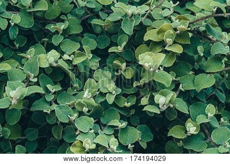 Green leaf background. Helichrysum petiolare silver-bush everlastingflower. Asteraceae family