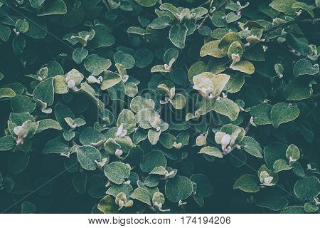 Green leaf background. Processing under the film in cold colors. Helichrysum petiolare silver-bush everlastingflower. Asteraceae family