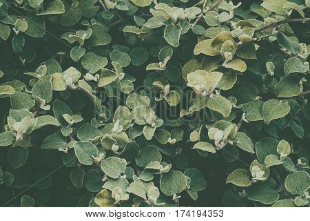Green leaf background. Processing under the film in warm colors. Helichrysum petiolare silver-bush everlastingflower. Asteraceae family