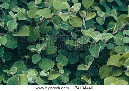 Green leaf background. Helichrysum petiolare silver-bush everlastingflower. Asteraceae family