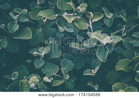 Green leaf background. Processing under the film in cold colors. Helichrysum petiolare silver-bush everlastingflower. Asteraceae family