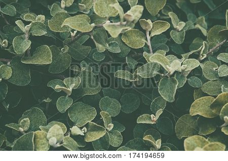 Green leaf background. Processing under the film in warm colors. Helichrysum petiolare silver-bush everlastingflower. Asteraceae family