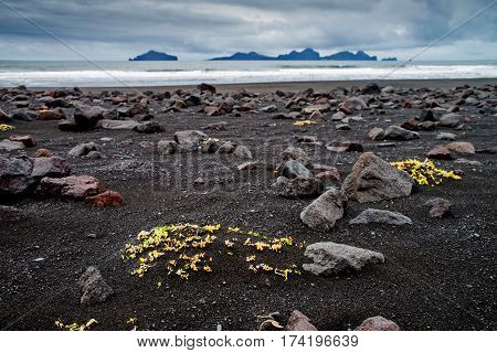 Black sands of Vestmann Islands on Iceland