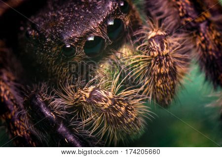 Super macro close up Phidippus regius jumping spider