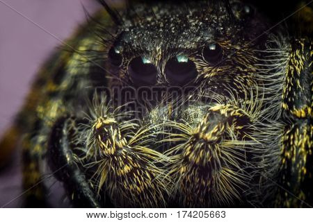Super macro close up Phidippus regius jumping spider