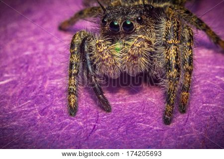 Super macro close up Phidippus regius jumping spider