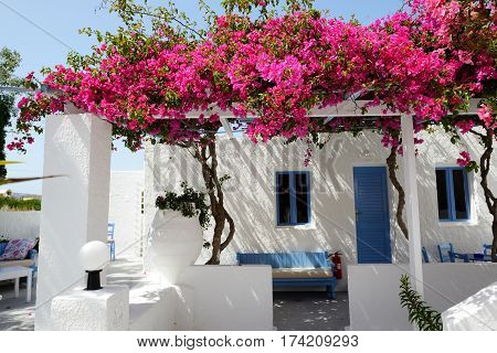 Building of hotel in traditional Greek style with Bougainvillea flowers Santorini island Greece