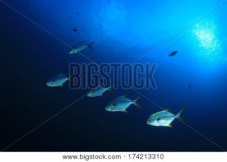 Pompano fish