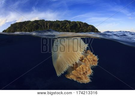 Jellyfish underwater and island. Half and half over under split image. Island, Sea and Sky