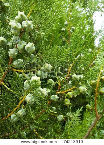 thuja green flowers close-up of the flowers of this plant