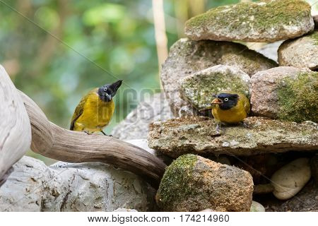 Couple of Black-crested bulbul bird in black yellow on stones with one screaming, summer in Thailand, Asia. (Pycnonotus flaviventris)