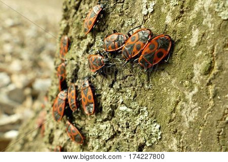 Red Begbugs On The Tree Macro Shot