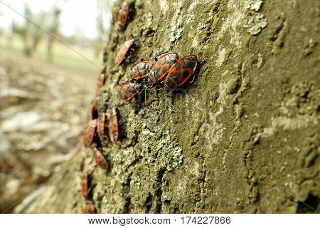 Red Begbugs On The Tree Macro Shot