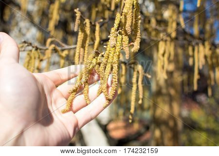Male Hand Holding Hazelnut Catkins