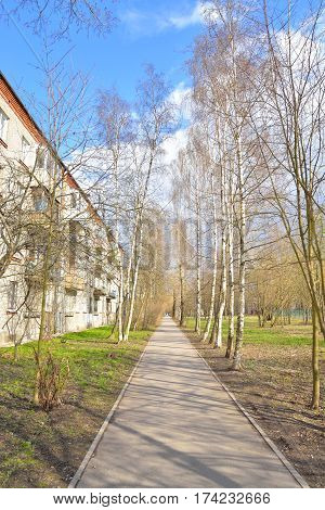 Birch alley at early spring in St.Petersburg Russia.