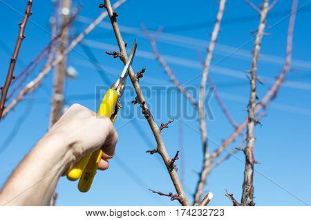 Male Hand Pruning Fruit Before Start Of Spring