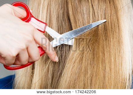 Red Scissors On Blonde Hair. Close Up.