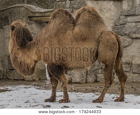 Camels In Liberec Zoo In North Bohemia In Winter Snow Time
