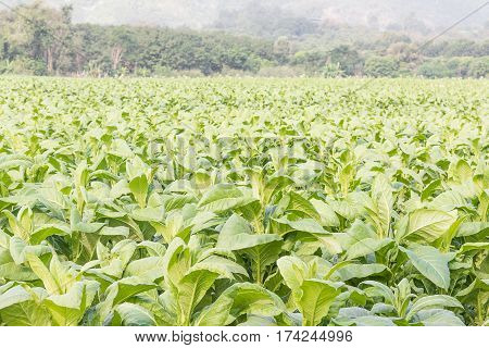 Close Up Common Tobacco